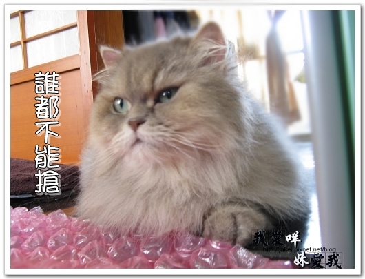 100307 超大氣泡墊 09.jpg