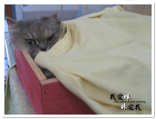 100307 貓貓穿衣穿褲 02.jpg