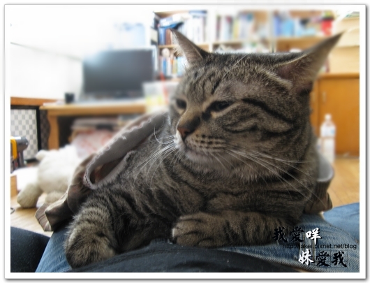 100307 貓貓穿衣穿褲 04.jpg