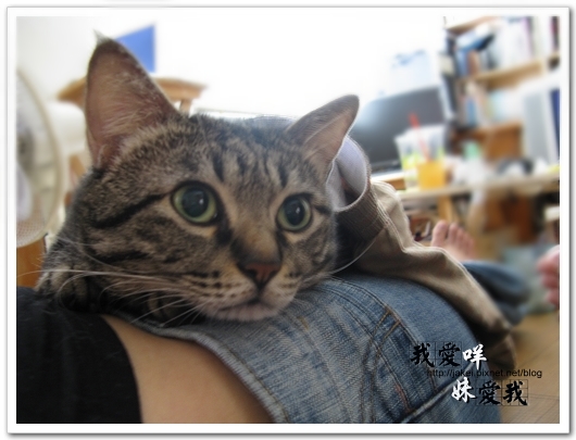 100307 貓貓穿衣穿褲 05.jpg