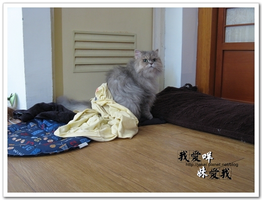 100307 貓貓穿衣穿褲 06.jpg