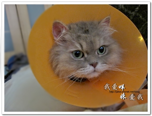 100505 雙貓嚕毛 34.jpg 100505 雙貓嚕毛 34.jpg