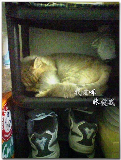 100416 收納貓 03.JPG