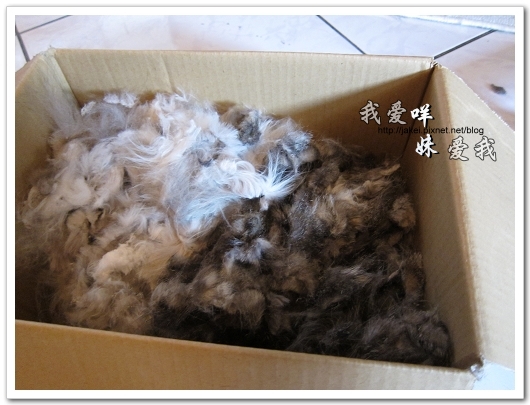 100505 雙貓嚕毛 18.jpg 100505 雙貓嚕毛 18.jpg