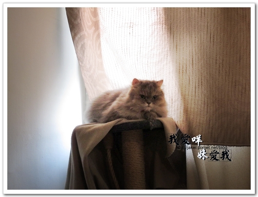 100326 班克愛懶骨頭 07.jpg