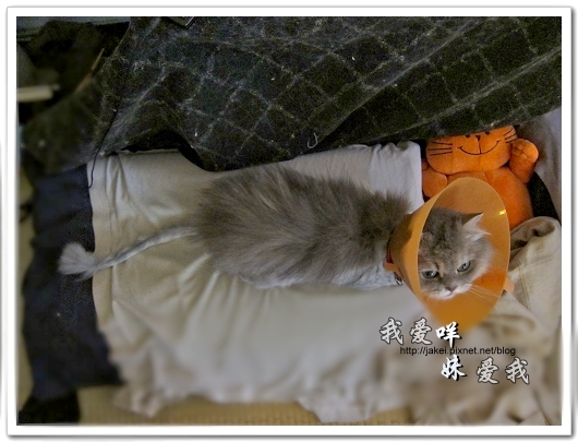 100505 雙貓嚕毛 33.jpg 100505 雙貓嚕毛 33.jpg
