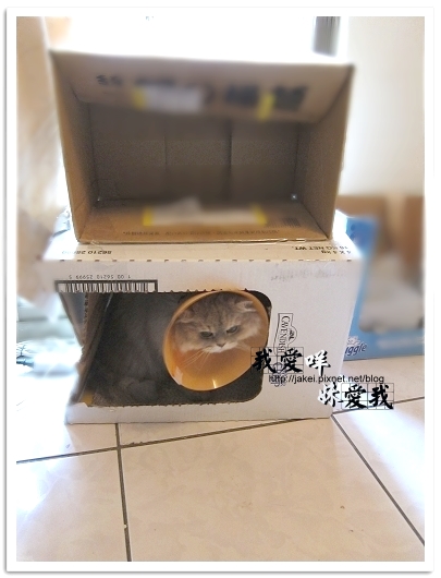 100418 箱貓 07.jpg