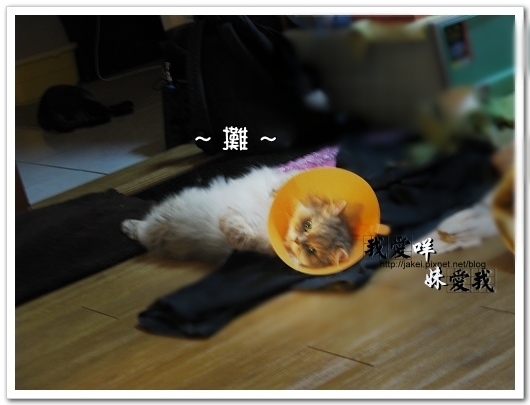 100418 箱貓 10.jpg