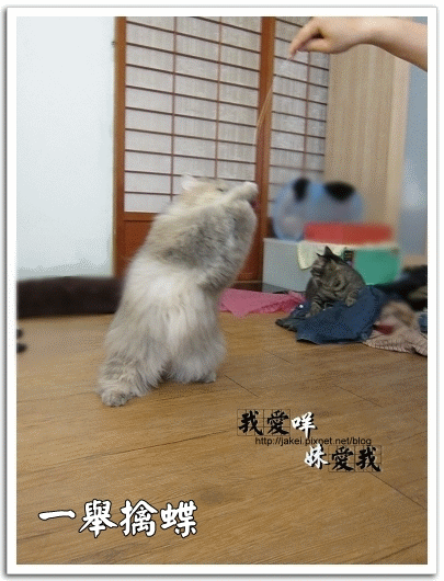 運動吧~班克 10.gif