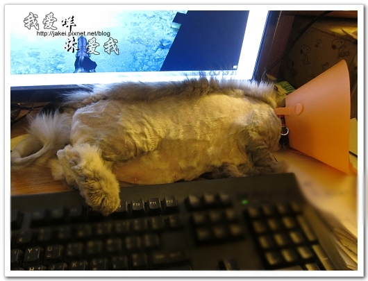 100505 雙貓嚕毛 44.jpg