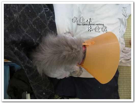 100505 雙貓嚕毛 30.jpg 100505 雙貓嚕毛 30.jpg