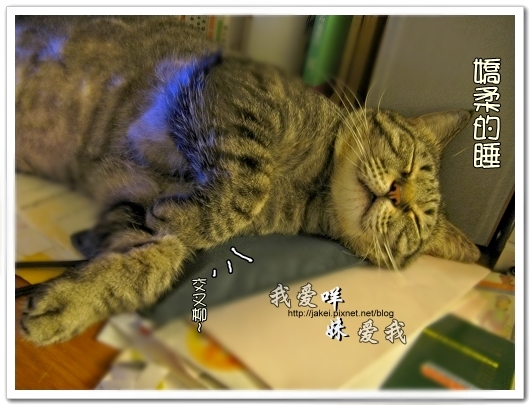 100507 肚菇班貓 21.jpg 100507 肚菇班貓 21.jpg