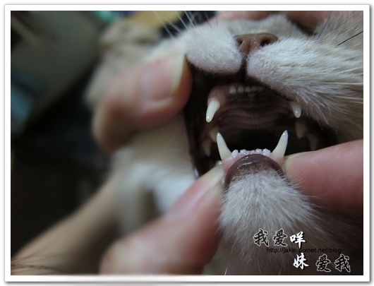 100522 咩妹洗牙 12.jpg 100522 咩妹洗牙 12.jpg