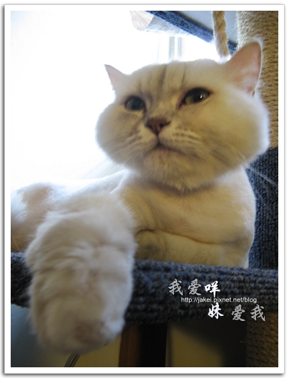 2010-05 球球10.jpg 2010-05 球球10.jpg