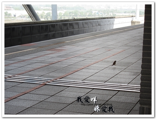 100410 鶯歌飄_02.jpg