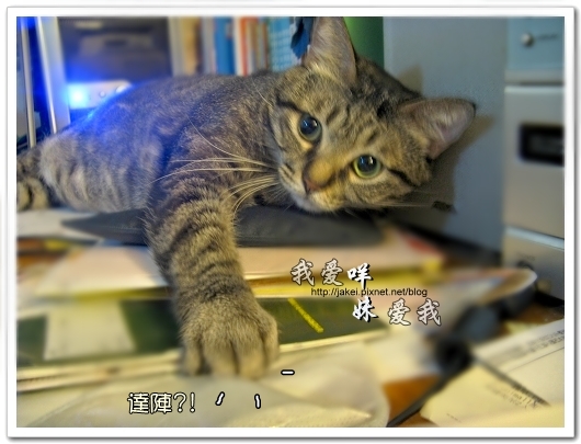 100507 肚菇班貓 17.jpg 100507 肚菇班貓 17.jpg