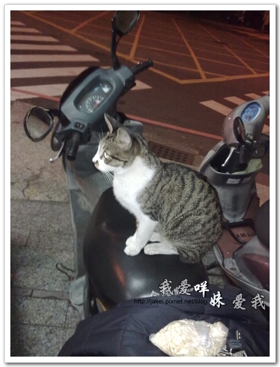 2010-11-09 補習貓 03.jpg