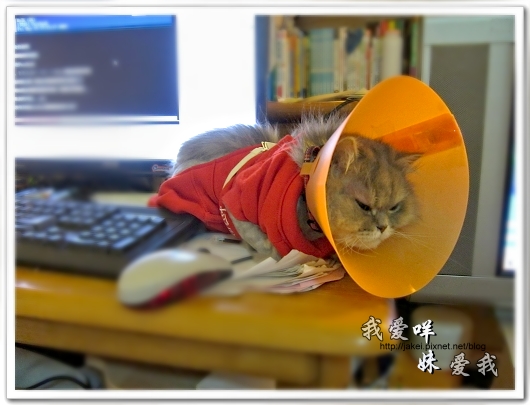 100514 不要舔肚子19.jpg 100514 不要舔肚子19.jpg