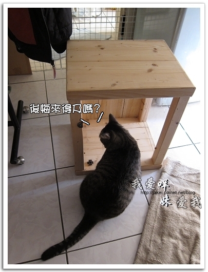 100505 雙貓嚕毛 06.jpg 100505 雙貓嚕毛 06.jpg