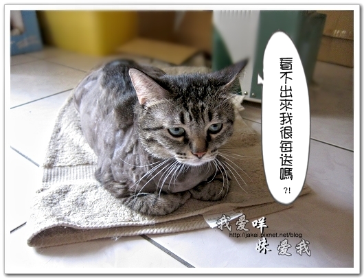 100505 雙貓嚕毛 32.jpg 100505 雙貓嚕毛 32.jpg