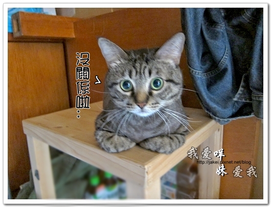 100505 雙貓嚕毛 59.jpg
