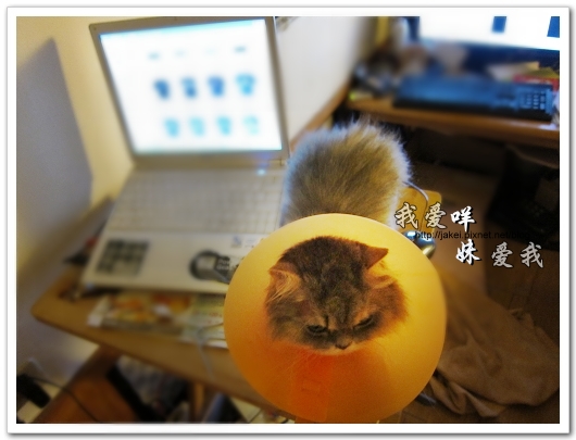 100505 雙貓嚕毛 49.jpg