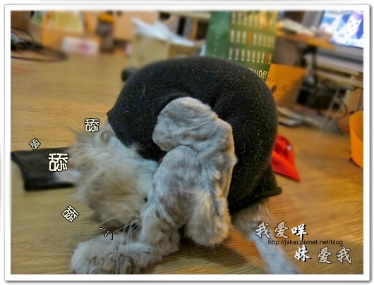 100514 不要舔肚子21.jpg 100514 不要舔肚子21.jpg