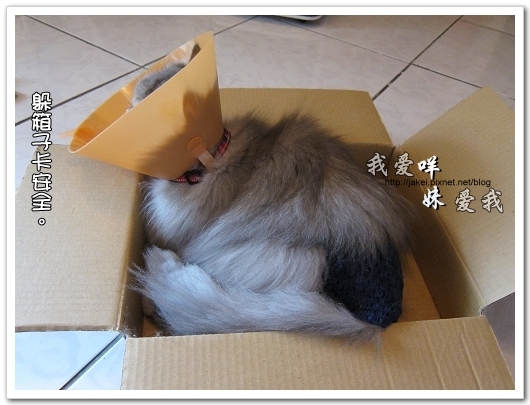100505 雙貓嚕毛 08.jpg 100505 雙貓嚕毛 08.jpg
