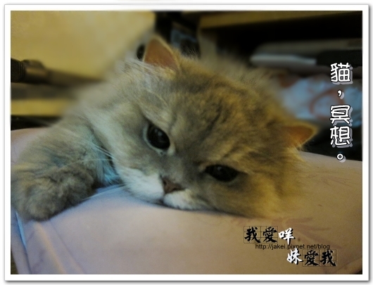 100320 慵懶 08.jpg