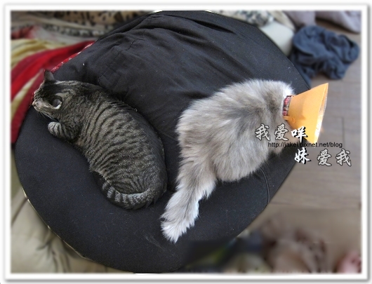100501 分享 15.jpg 100501 分享 15.jpg