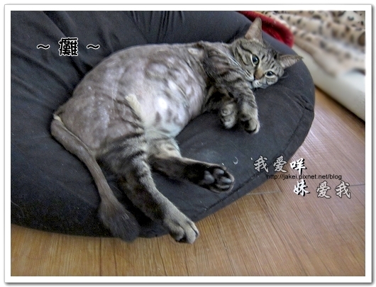 100505 雙貓嚕毛 63.jpg