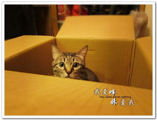 100708 團購- 雙頭電扇 12.jpg 100708 團購- 雙頭電扇 12.jpg