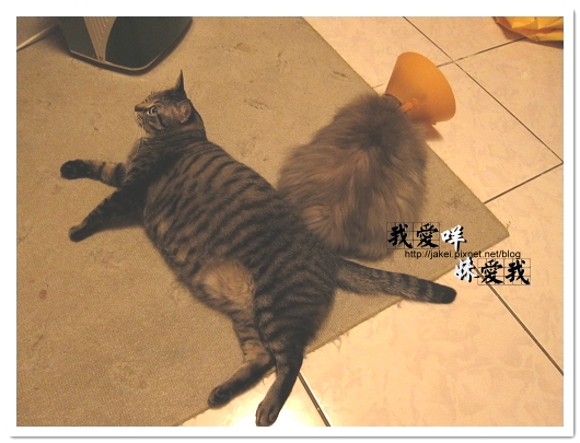 100418 箱貓 23.jpg