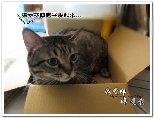 100505 雙貓嚕毛 38.jpg 100505 雙貓嚕毛 38.jpg
