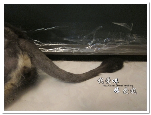 100505 雙貓嚕毛 20.jpg 100505 雙貓嚕毛 20.jpg