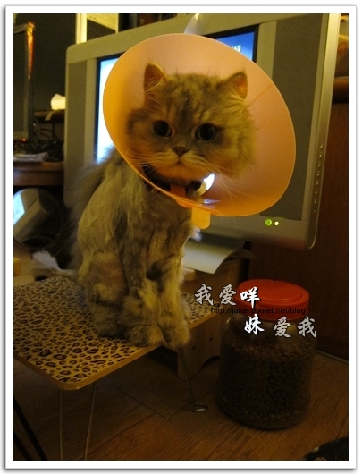 100505 雙貓嚕毛 37.jpg 100505 雙貓嚕毛 37.jpg