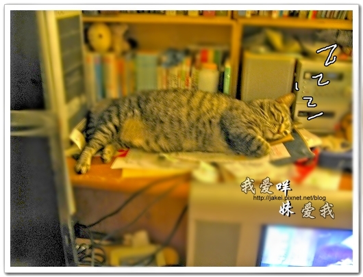 100507 肚菇班貓 04.jpg 100507 肚菇班貓 04.jpg