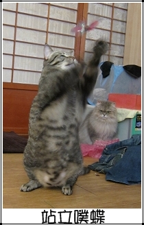 運動吧~班克 特寫7.jpg