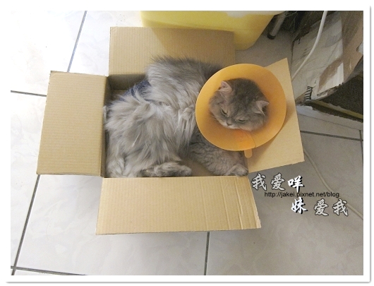 100505 夏日箱上眠 02.jpg