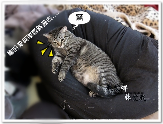 100326 班克愛懶骨頭 09.jpg