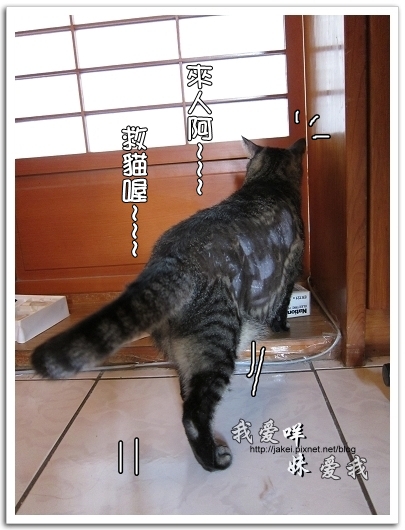100505 雙貓嚕毛 17.jpg 100505 雙貓嚕毛 17.jpg