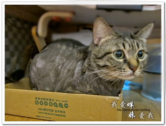 100505 雙貓嚕毛 50.jpg