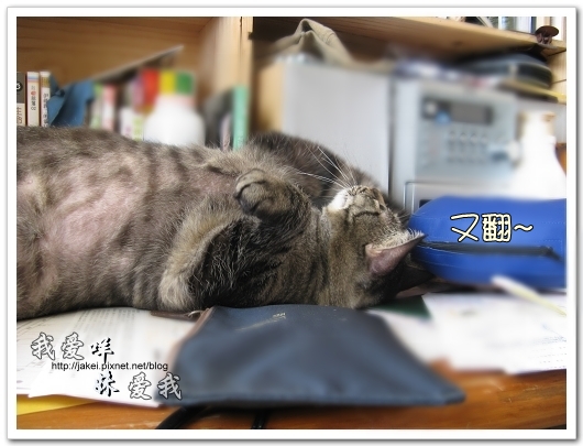 100507 肚菇班貓 14.jpg 100507 肚菇班貓 14.jpg