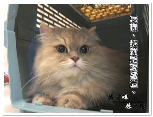 100320 球球來作客 04.jpg