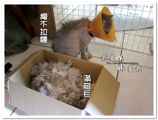 100505 雙貓嚕毛 16.jpg 100505 雙貓嚕毛 16.jpg