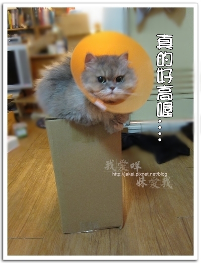 100423 有個高箱子 11.jpg
