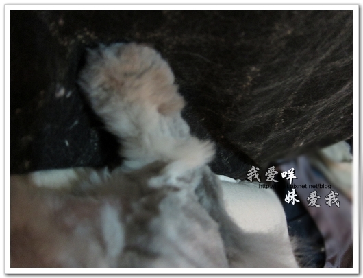 100505 雙貓嚕毛 57.jpg