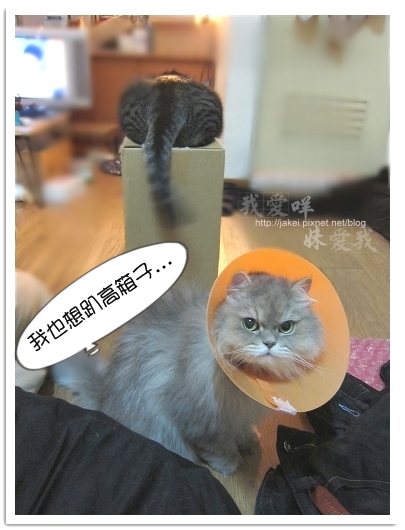 100423 有個高箱子 08.jpg