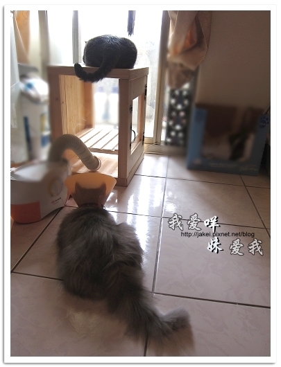 100505 雙貓嚕毛 11.jpg 100505 雙貓嚕毛 11.jpg
