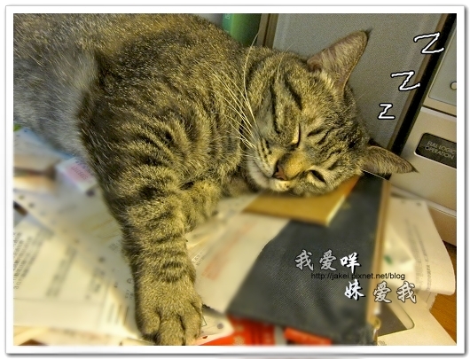 100505 雙貓嚕毛 03.jpg 100505 雙貓嚕毛 03.jpg